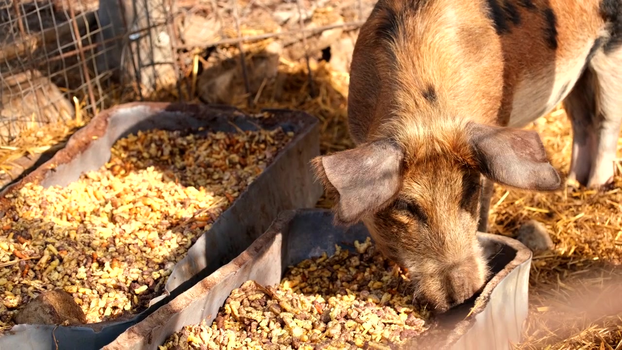 Braunes Mutterschwein frisst Biofutter aus dem Trog auf einem Bauernhof, Teleaufnahme.