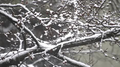 firt snow of the year, closer shot of snowy tree branches and snowflakes falling 3