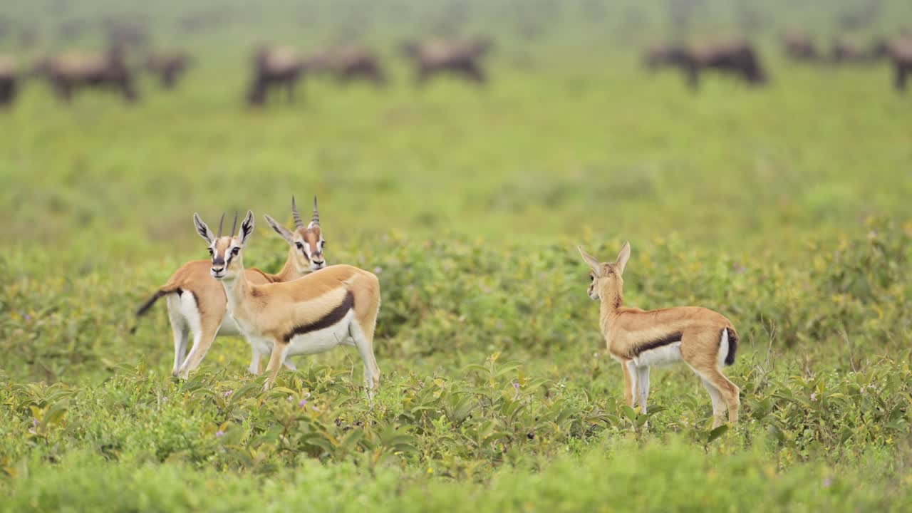 Three Thomson's Gazelles in the African Savanna