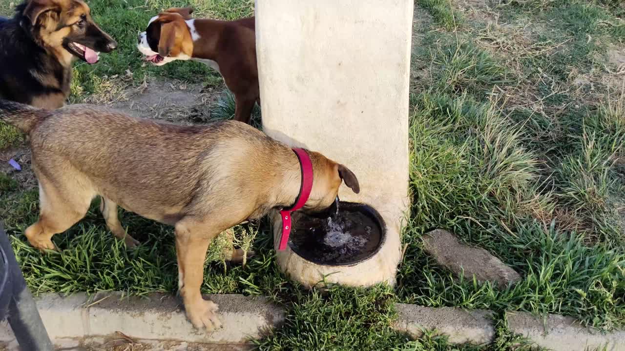 술을 마시고 서로 노는 개들의 손에 들고 찍은 사진