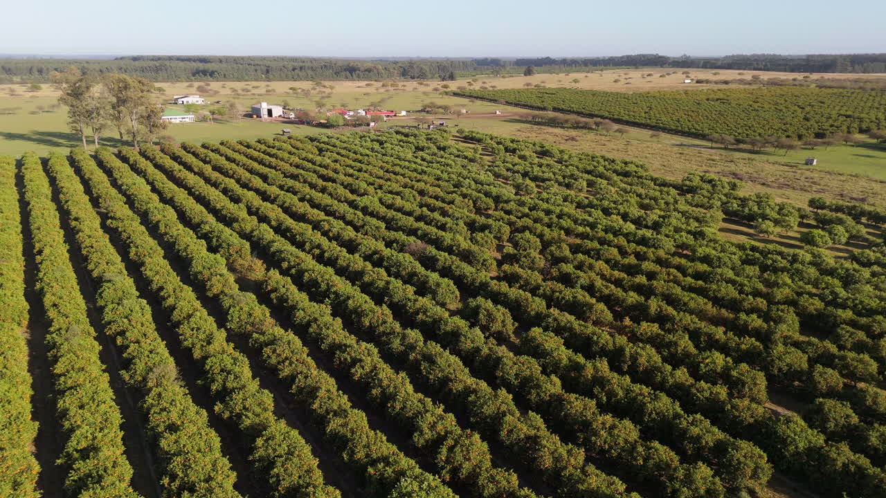 Panoramic aerial view of extensive cultivated valley. Agroindustrial business. Greenhouse effect. Argentina.