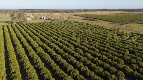 panoramic aerial view of extensive cultivated valley. agroindustrial business. greenhouse effect. argentina.