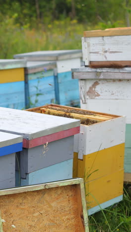 colorful wooden hives stand at apiary. green meadow on the background. steel smoker with smoke over it stands on hive. vertical video