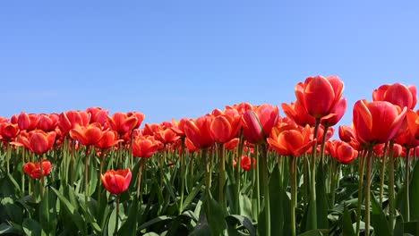 Tulip-fields-in-Holland,-close-up-dollyshot-left-to-right-low-angle-between-red-tulips,-Netherlands