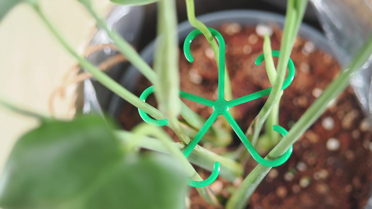 Estaca de suporte de plástico verde para plantas segurando caules de Monstera