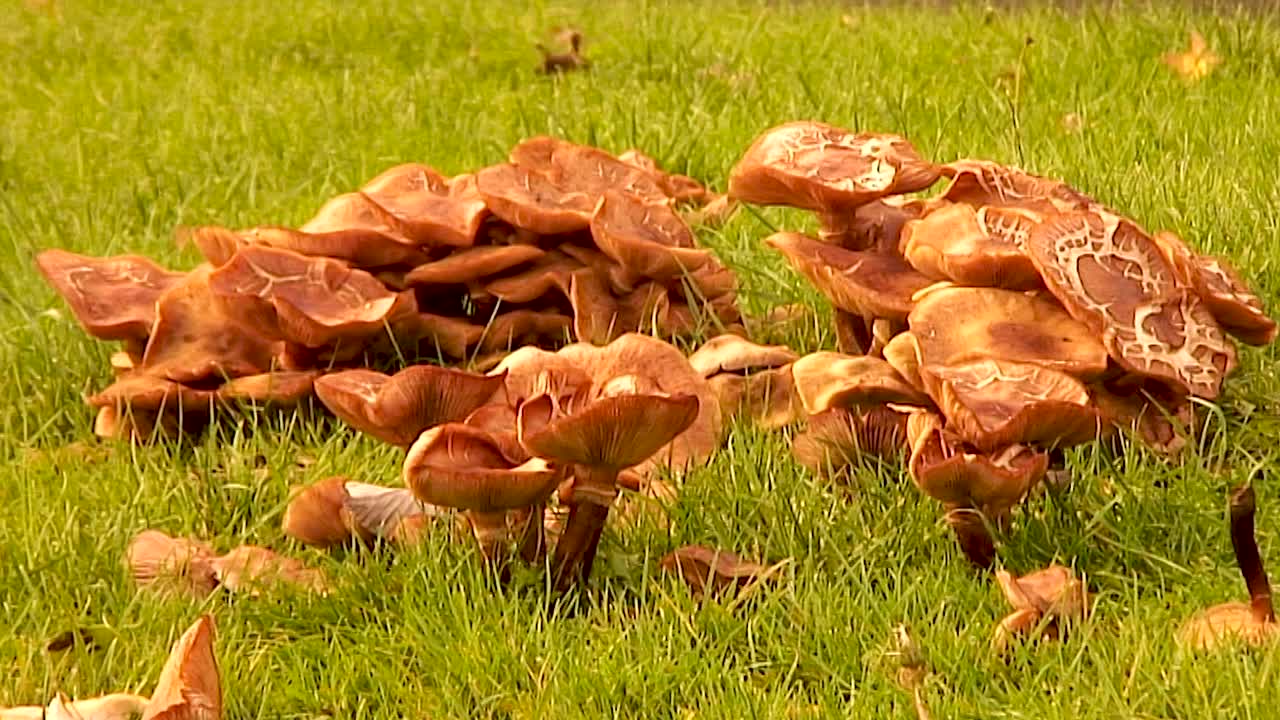 Honey Fungus Growing on a grass verge in the UK after some warm weather and then rain