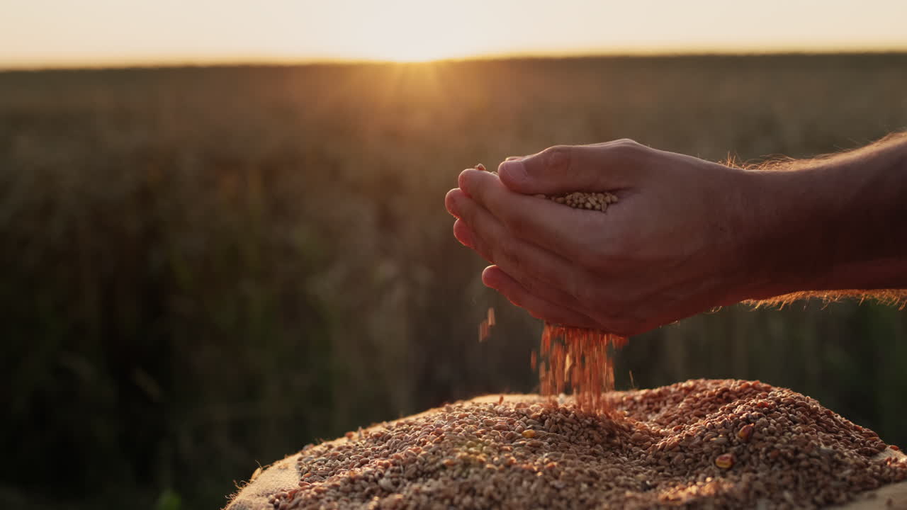 빛에 곡물과 함께 농부의 손. 유기농 개념