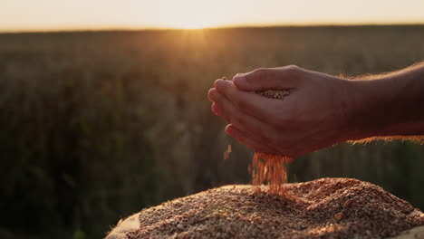 farmer's hands with grain in the sun. organic farming concept