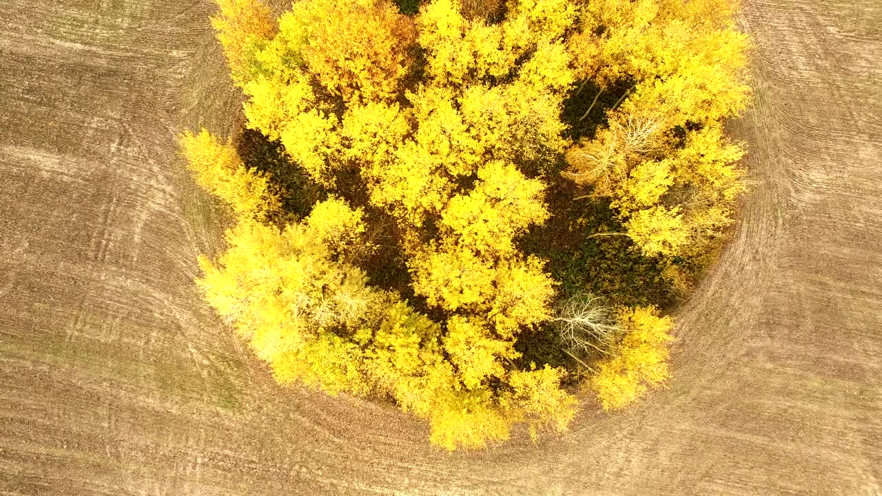 4k 공중. 농업 현장에서 노란 나무 위에