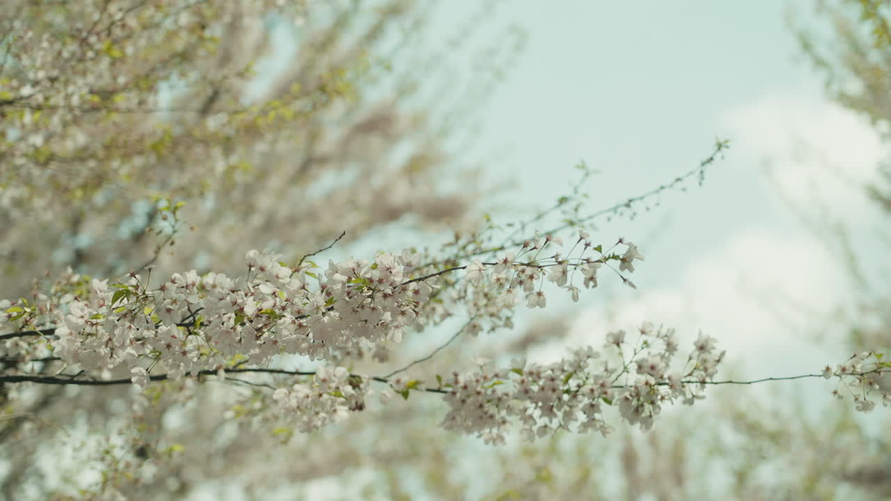 Cherry blossom trees in full bloom, bright petals on branches in a serene outdoor setting