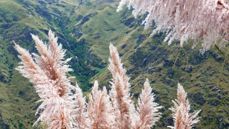 vista cercana de las flores de la hierba pampa con una ladera de la montaña detrás