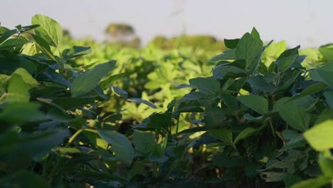 a soybean field in santa fe, argentina