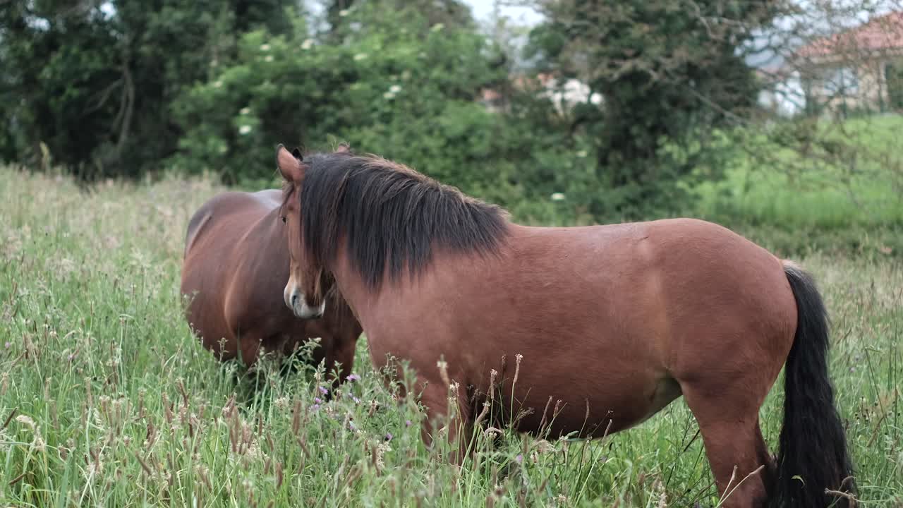A female pregnant horse kicks a male horse as it approaches. Temperamental horses. country life