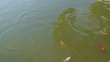 koi fish in farm dam feeding at surface on dog pellets