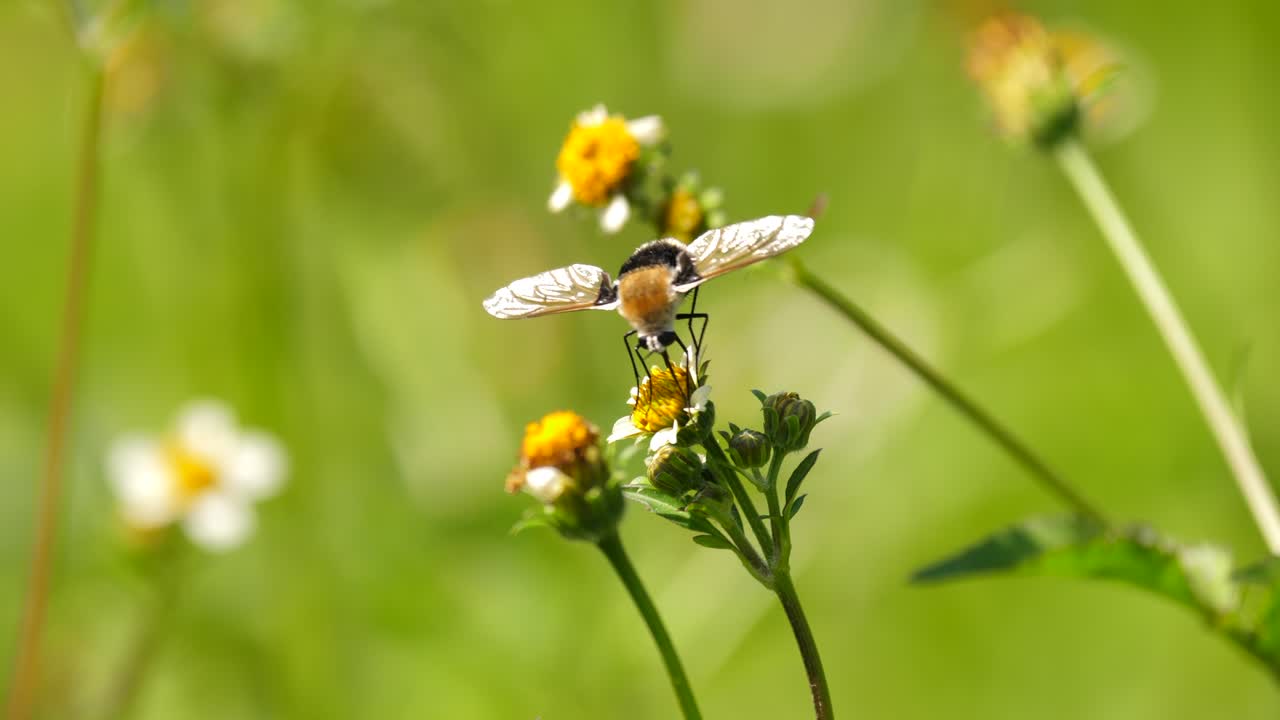 abeja mosca poliniza delicada flor amarilla con probóscide alargada, cerrar