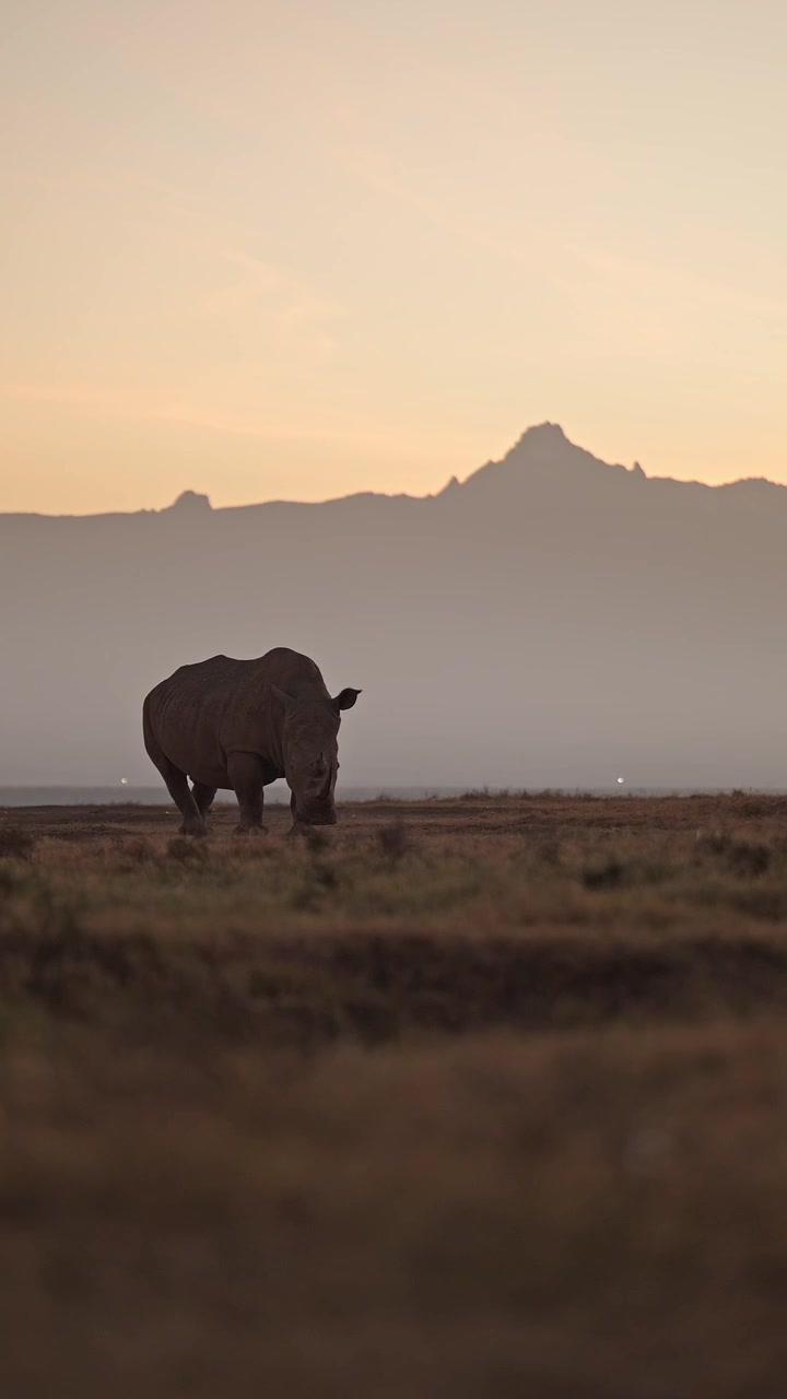 White Rhino and Mount Kenya on Savannah at Sunrise in Conservation Area on African Wildlife Safari, Rhinos at Sunset in Golden Hour and Orange Sky in Africa, Vertical Video for Social Media.