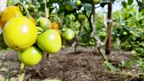 Close-up-of-a-bunch-of-tomatoes-ripening-on-a-farm,-eco-products,-natural-food