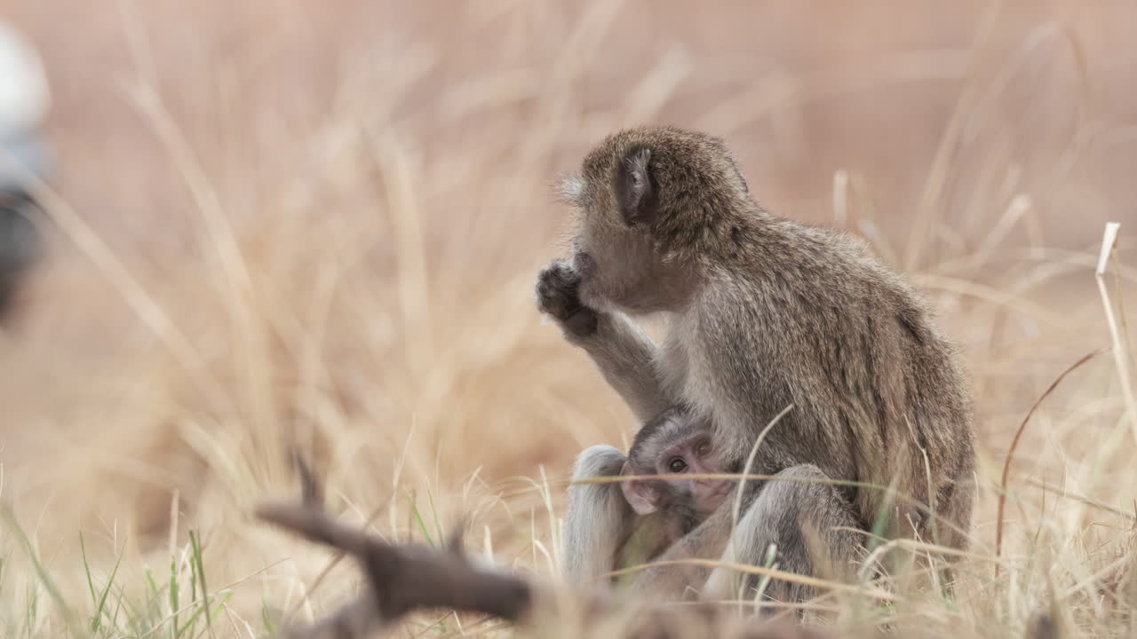 retrato de un mono vervet y un bebé en campos de hierba seca durante el verano