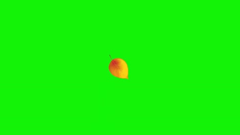 falling yellow leaf on green screen