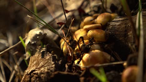 Close-Up-Pan-on-Mushrooms-on-Bark