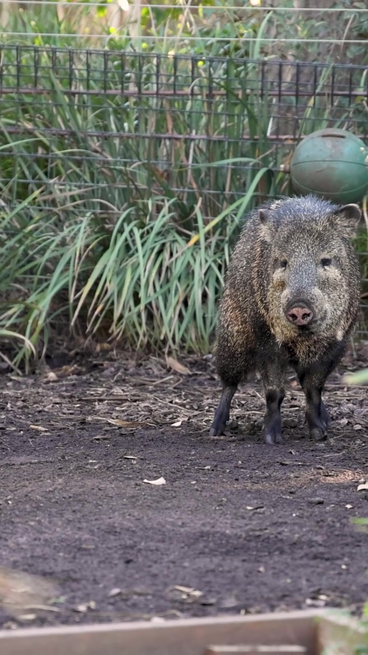 Un pecari dal collare sta all'erta su terreno sterrato all'interno di un habitat recintato dello zoo