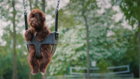 funny dog riding on a swing for the kids on the playground