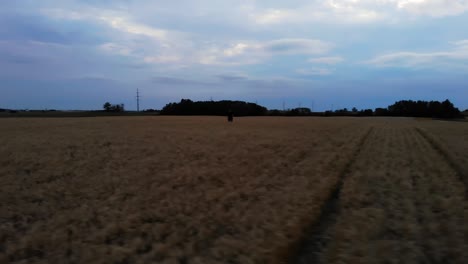 Adult-Male-farmer-walking-through-golden-wheat-crop-as-combine-harvest-in-back-ground---Aerial-follow-drone-shot-orbiting