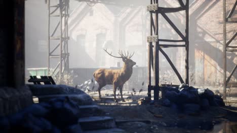 Wild-deer-rooming-around-the-streets-in-abandoned-city