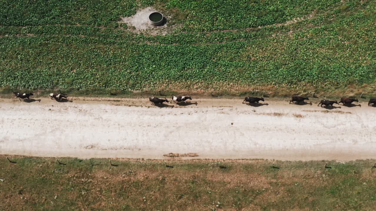 Line of cows walking slowly on dusty farm road in New Zealand countryside