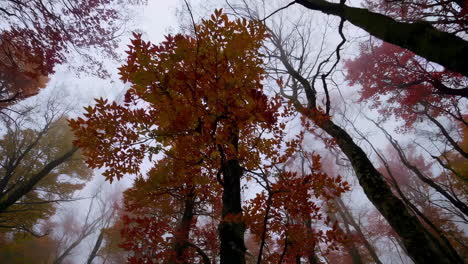 autumn trees in a misty forest