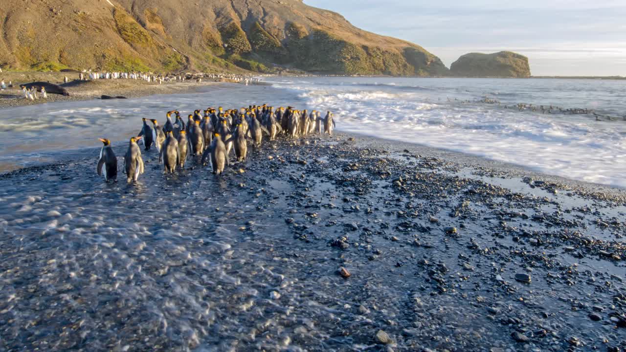 사우스 조지아 섬 남극 대륙 1에서 수천 마리의 킹 펭귄의 놀라운 시간 경과 야생 동물 샷