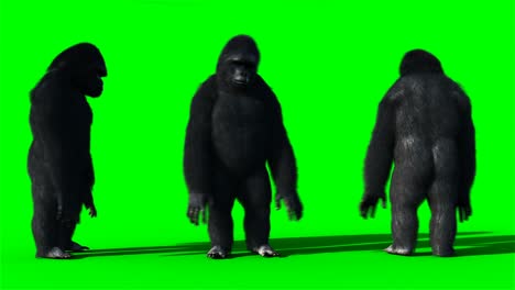 el gorila que baila divertido, el pelaje realista, la animación de pantalla verde.