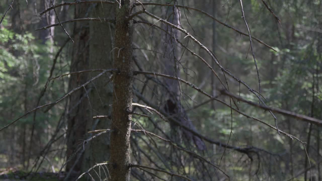 A Fallen Tree Trunk in a Coniferous Forest. Video Dolly Track Right