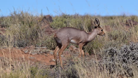 Steenbok-female-walking-on-rocks-feeding-on-shrubs