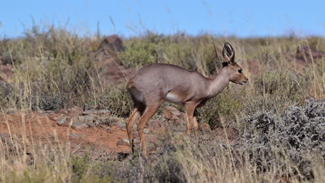 hembra de steenbok caminando por las rocas alimentándose de arbustos