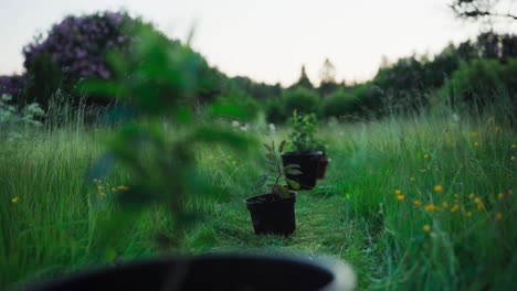 potted plants in a row in green garden