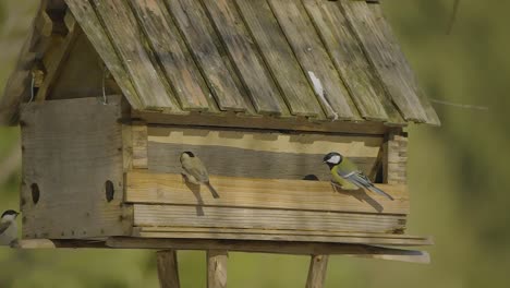 Nahaufnahme-Eines-Vogelhauses-Mit-Bunten-Vögeln,-Die-Ein--Und-Ausfliegen-Und-Im-Winter-In-Der-Natur-Nahrung-Suchen-Und-Essen,-Aufgenommen-In-Zeitlupe-Mit-240-Fps