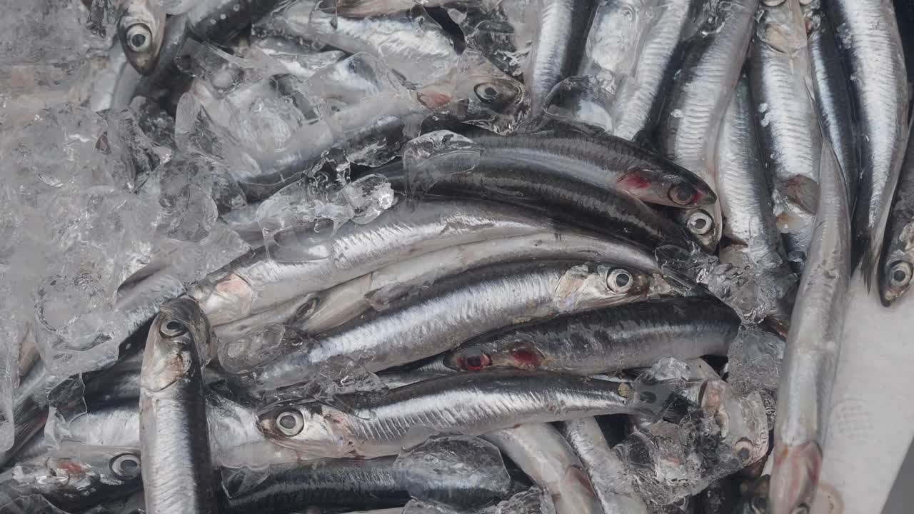 anchoas frescas en hielo