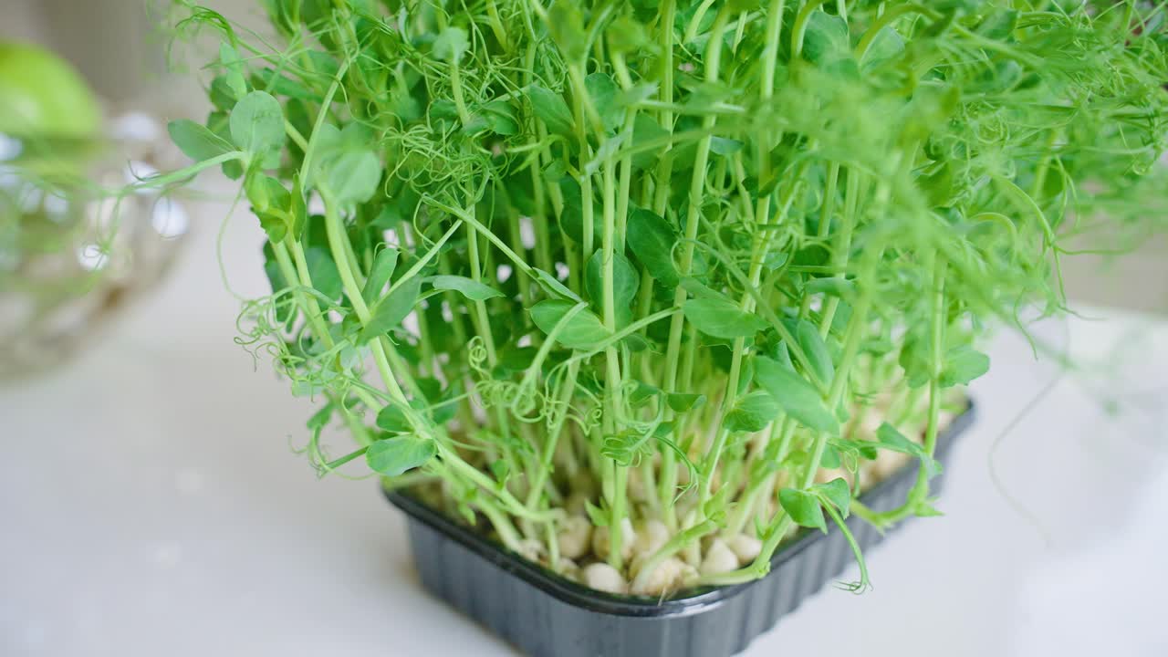 Fresh Pea Sprouts