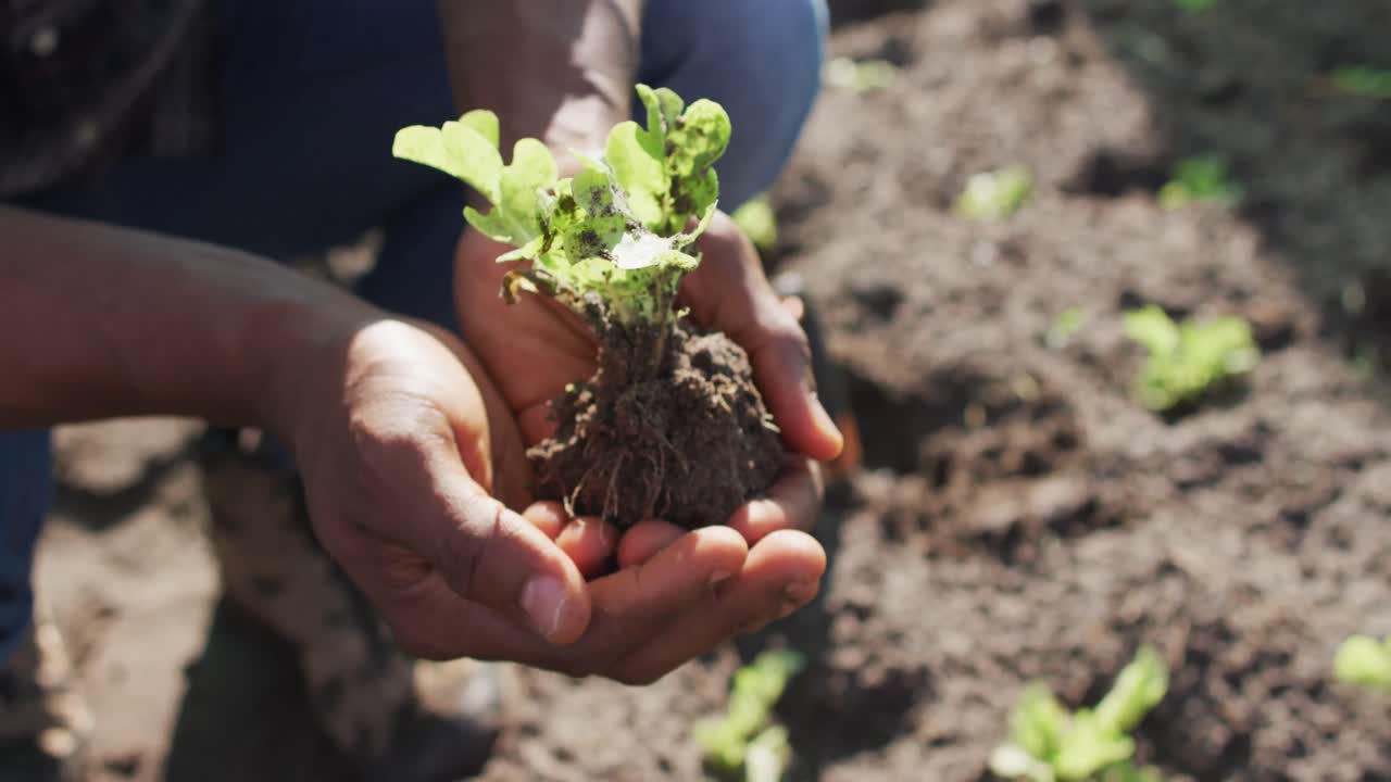 video de las manos de un hombre afroamericano sosteniendo una plántula