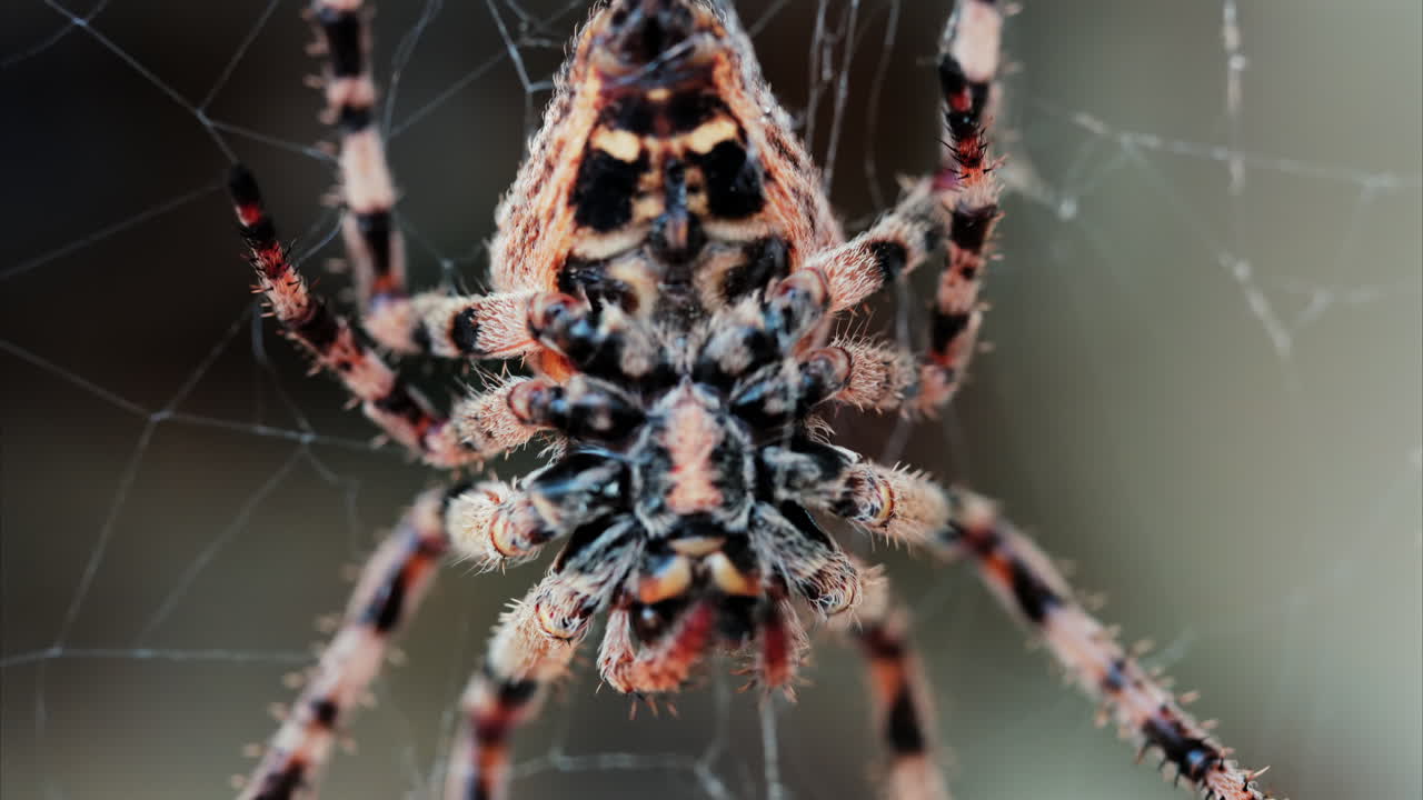 Close up of a spider sitting in its web, showing intricate details of its body and fine silk threads