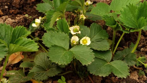 A-flowering-strawberry-plant-in-a-field-on-a-sunny-spring-day