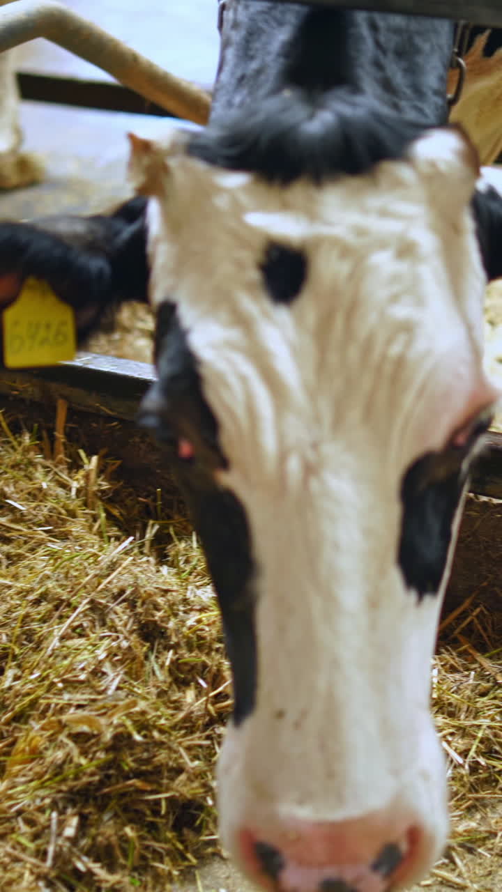 White and black cow's head indoors. Close-up dairy cow on the background of hay in the farm. Ecology and bio products concept. Vertical video