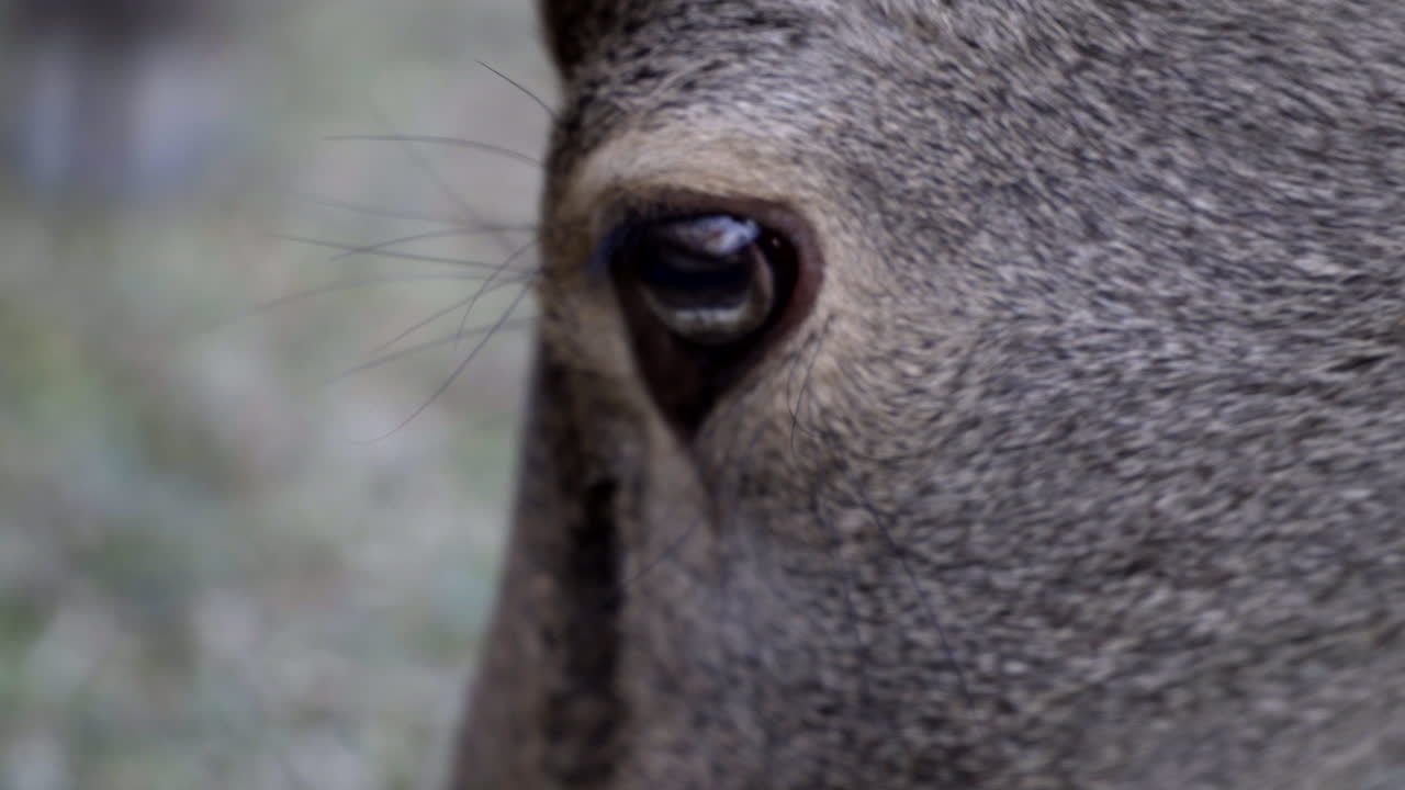 ojo de ciervo sika japonés macho o dólar en el parque de nara, de cerca