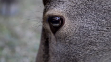 eye of male japanese sika deer or buck in nara park, close up