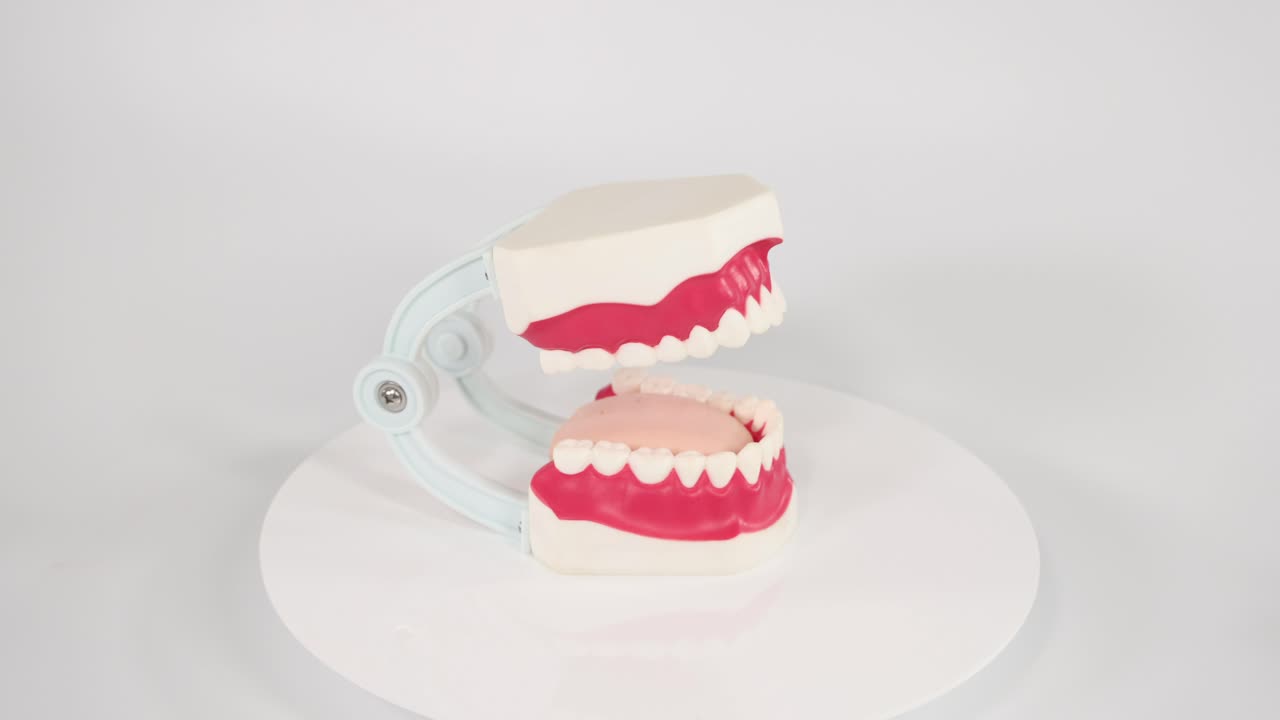 modelo dental giratorio para mostrar la estructura de los dientes