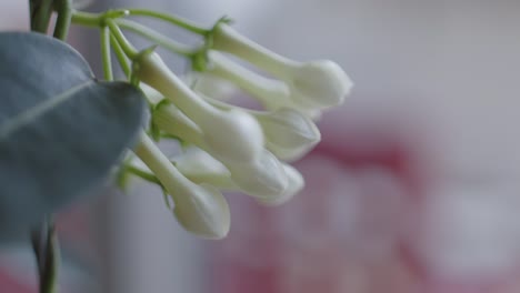 white flower buds ready to bloom, close up handheld view