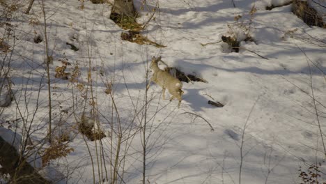 closeup of a wild deer running in nature captured true trees in a forest at wintertime in the snow in 4k at 120fps with nice light in the background