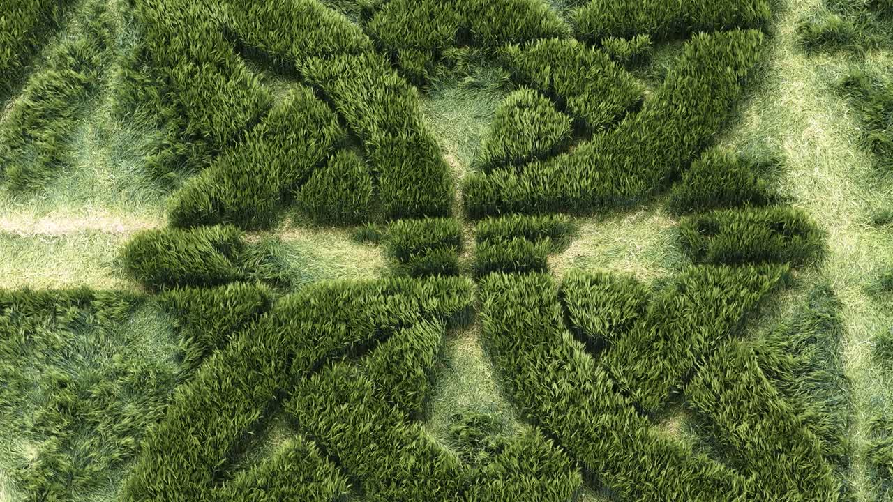 Aerial view rotating over Wiltshire Celtic knot crop circle 2025 barley field pattern gently swaying