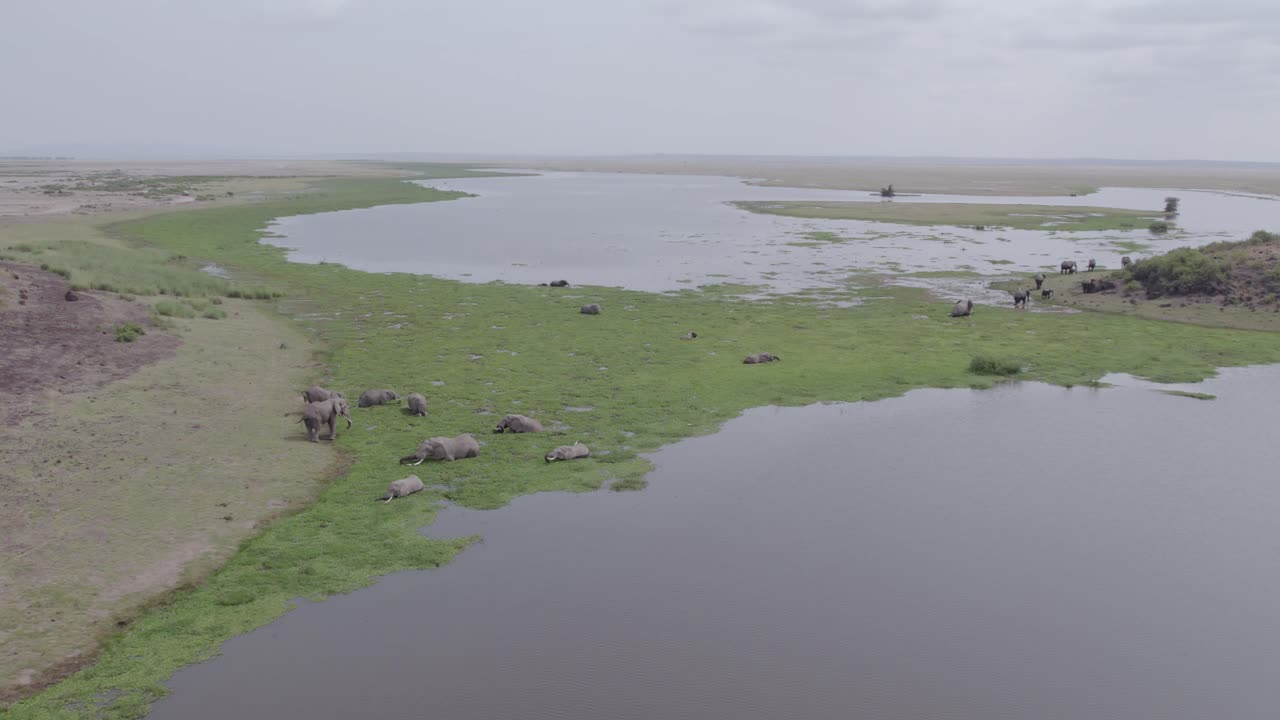 아프리카 사바나 의 물 웅이 에 있는 코끼리 들